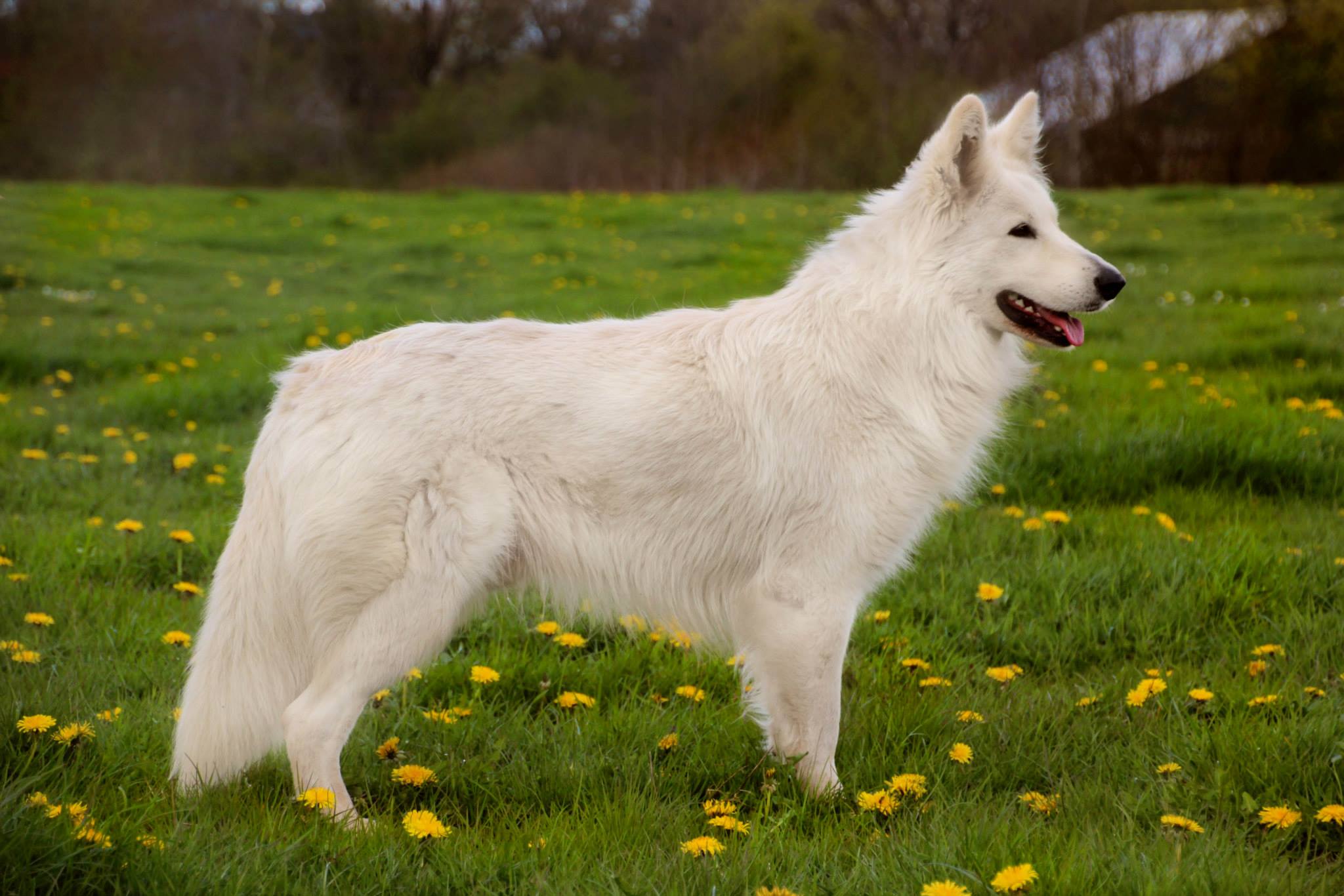 weißer schäferhund rüde deckrüde lip langstockhaar