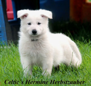 weißer schäferhund stockhaar zuhause gesucht