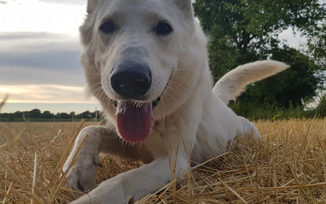 Zelda – weißer Schäferhund auf der Suche…