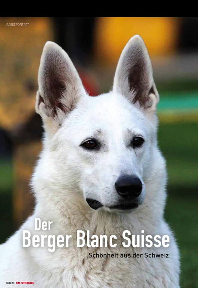 Rasseportrait Weißer schäferhund Futterpost 