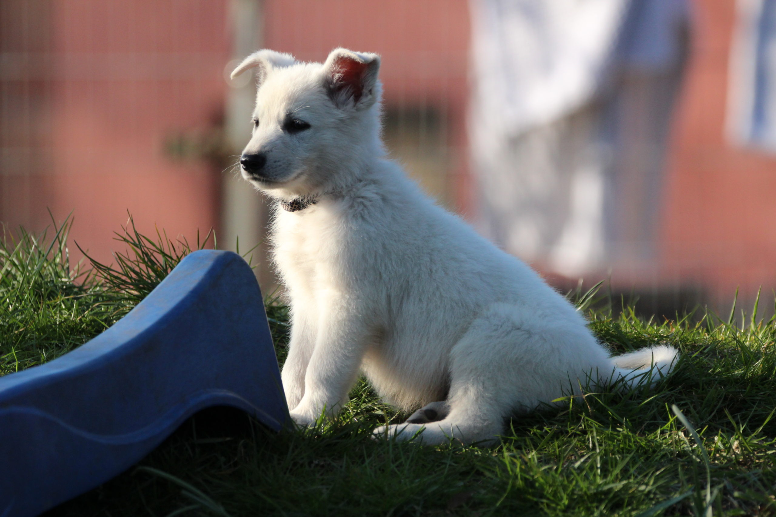Rasseportrait Wei er Sch ferhund Charakter Hunderasse Welpen Rasseportrait Wei er Sch ferhund Charakter Hunderasse Welpen