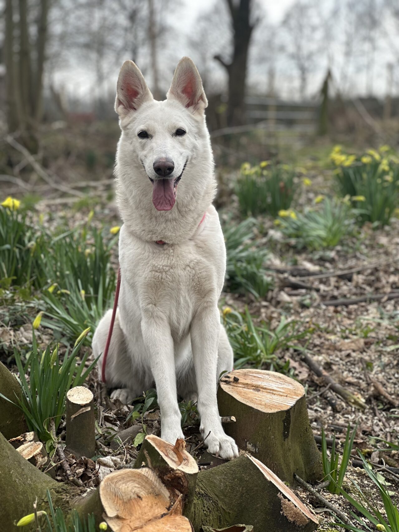 Stockhaar Weißer Schäferhund Kurzhaar Weiße Schäferhunde Weiß Deutscher