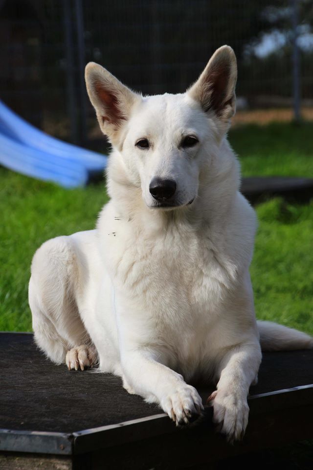 Rasseportrait Weißer Schäferhund charakter hunderasse welpen