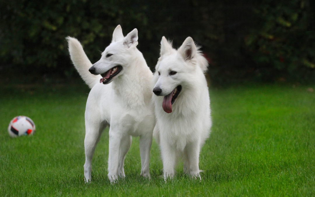 Weiße schäferhunde therapiehund