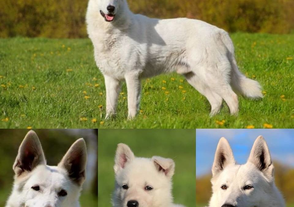 Welpen erwartung Weißer Schäferhund