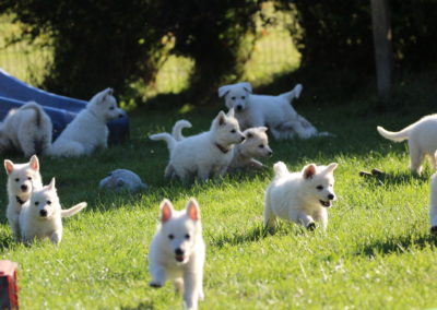 Hundezucht berger blanc suisse zucht züchter