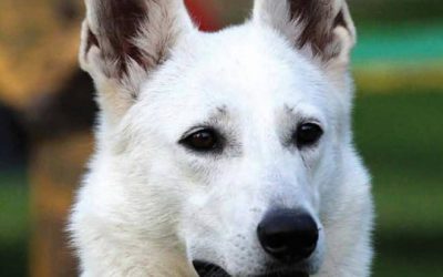 Celtic´s Weiße Schäferhunde in der Futterpost
