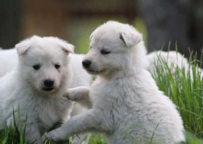 hundezucht familienhund kinderlieb hund zucht welpen weißer schäferhund züchter