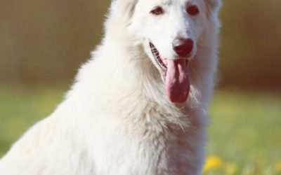 Patenfamilie für Weißen Schäferhund gesucht