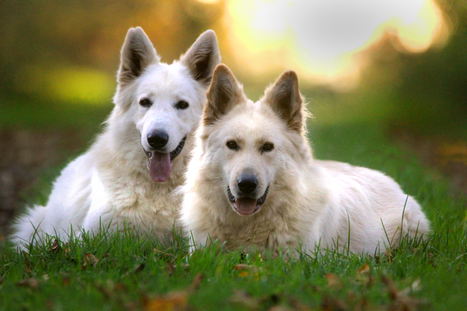 weißer schäferhund familienhund langstockhaar