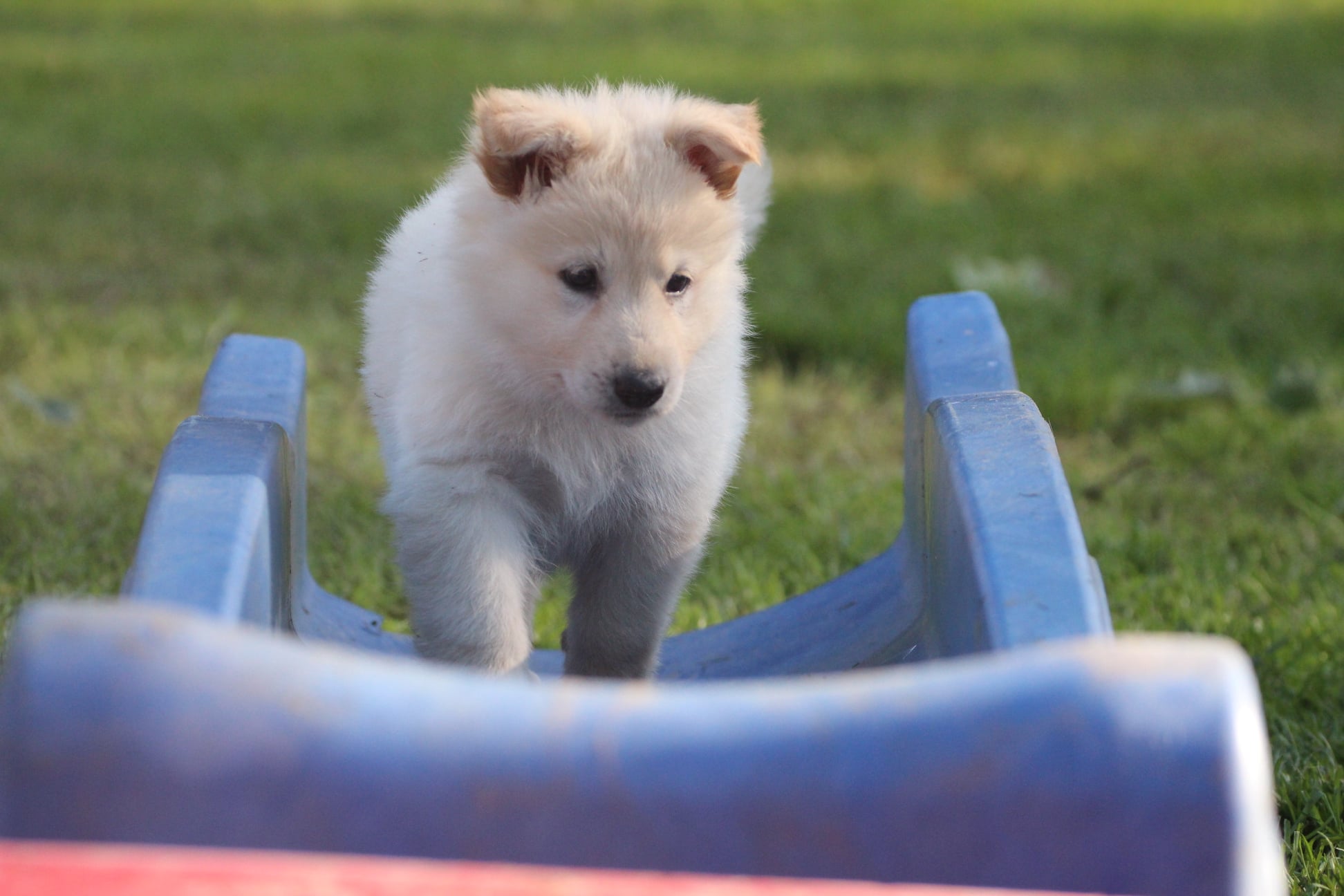 weiße schäferhund welpen