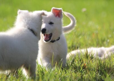 Weiße Schäferhunde Welpen