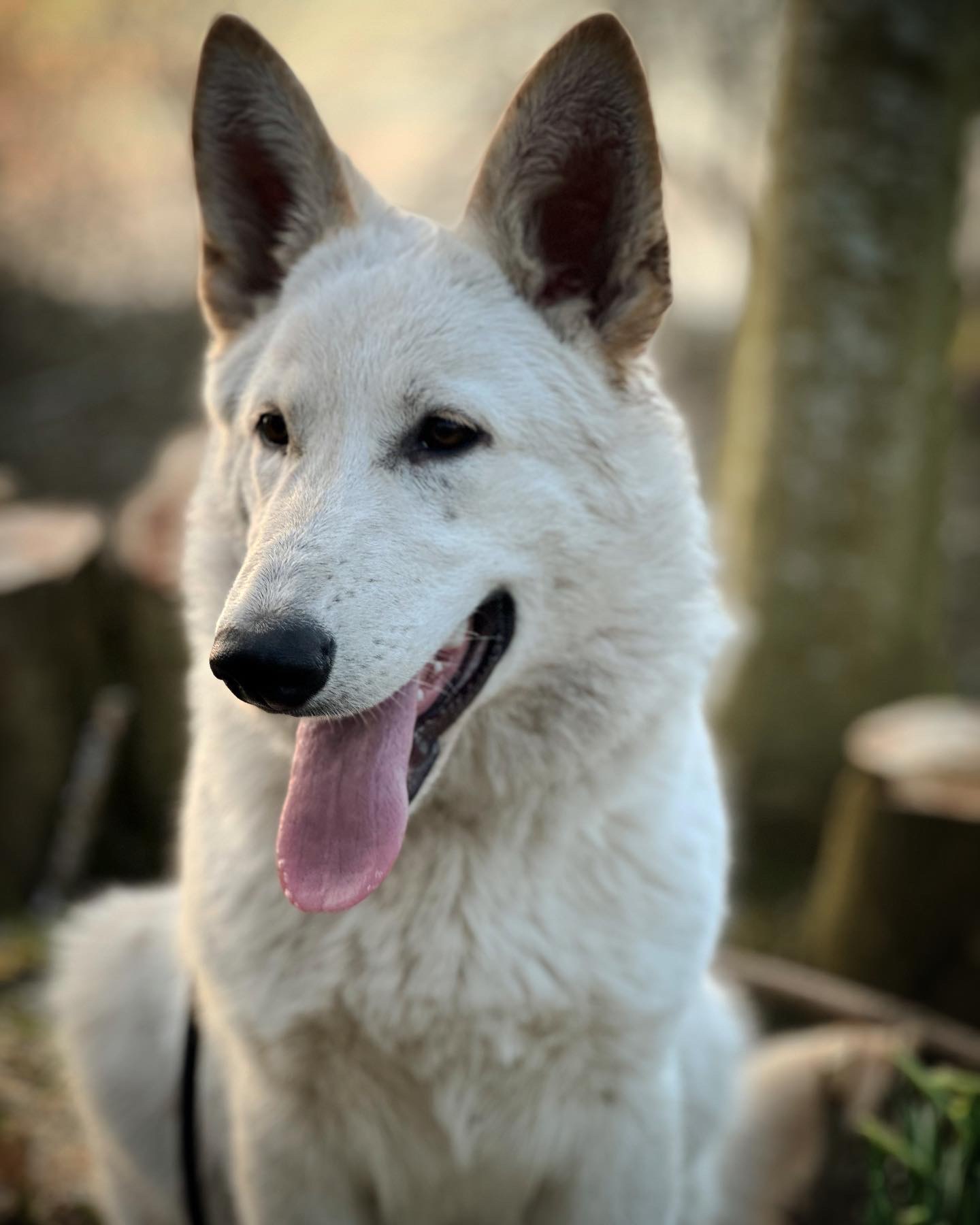 Weiße Schäferhund welpen deckrüde langstockhaar