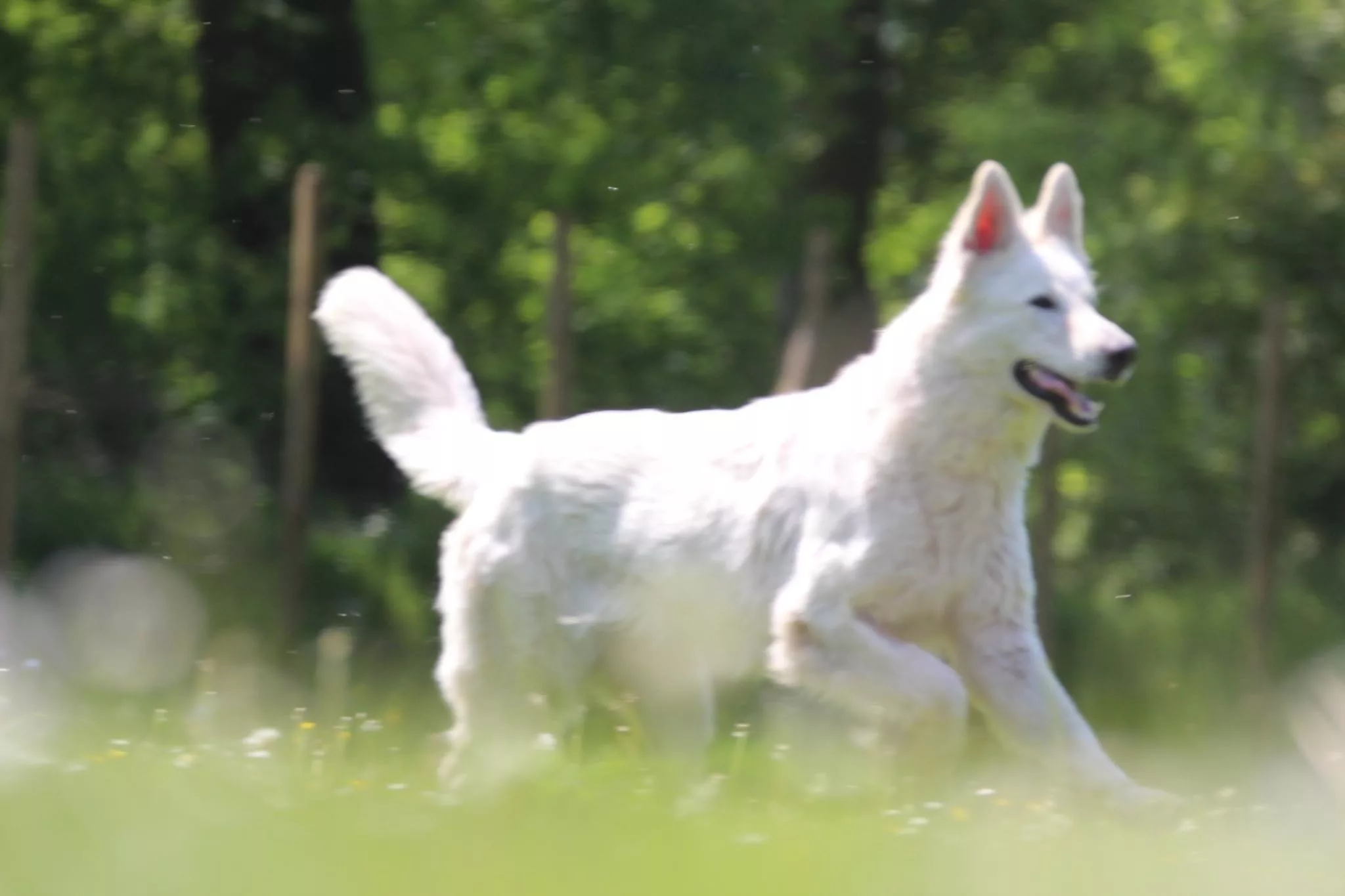 weißer schweizer schäferhund