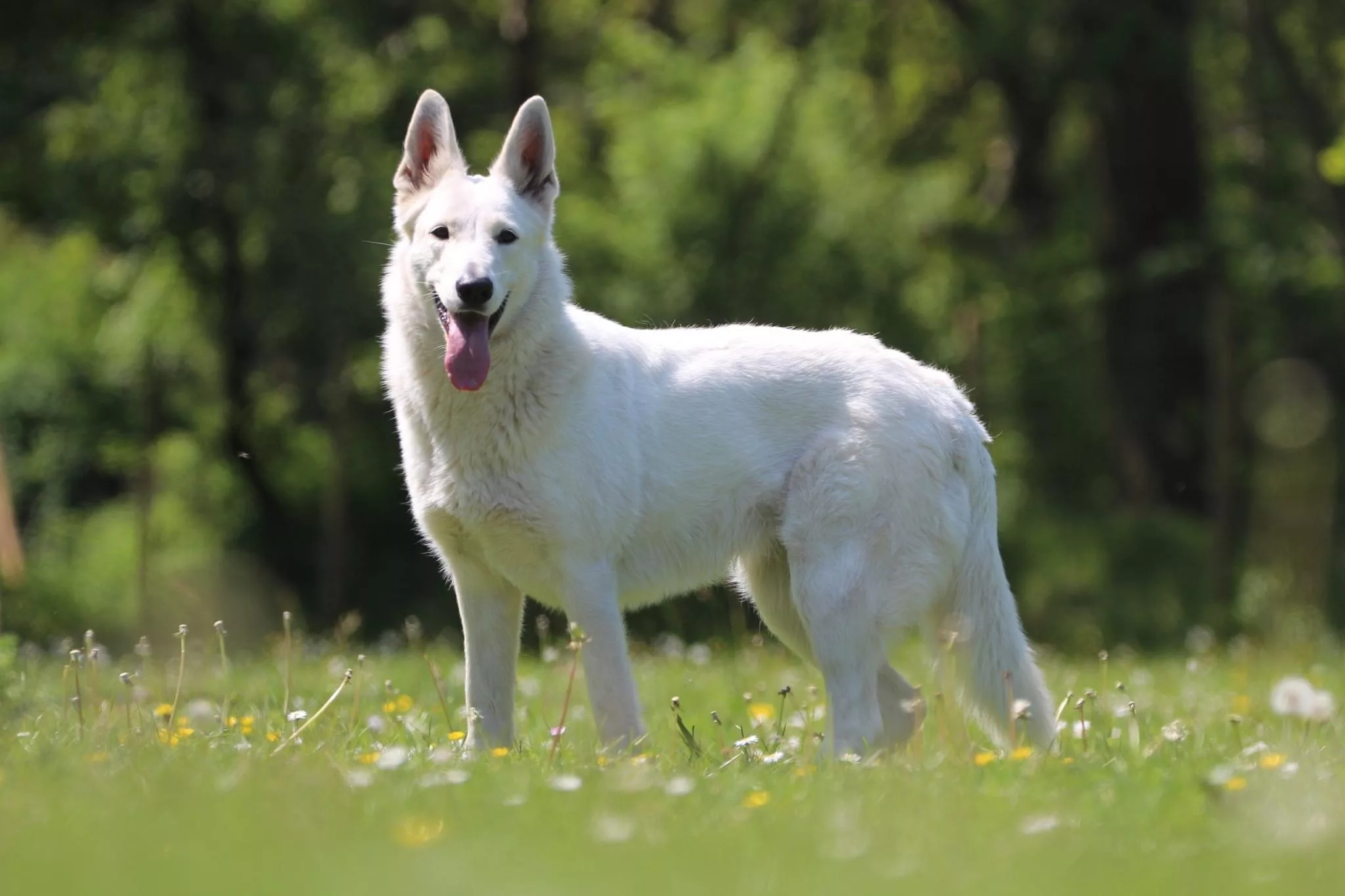 weißer schäferhund leyla