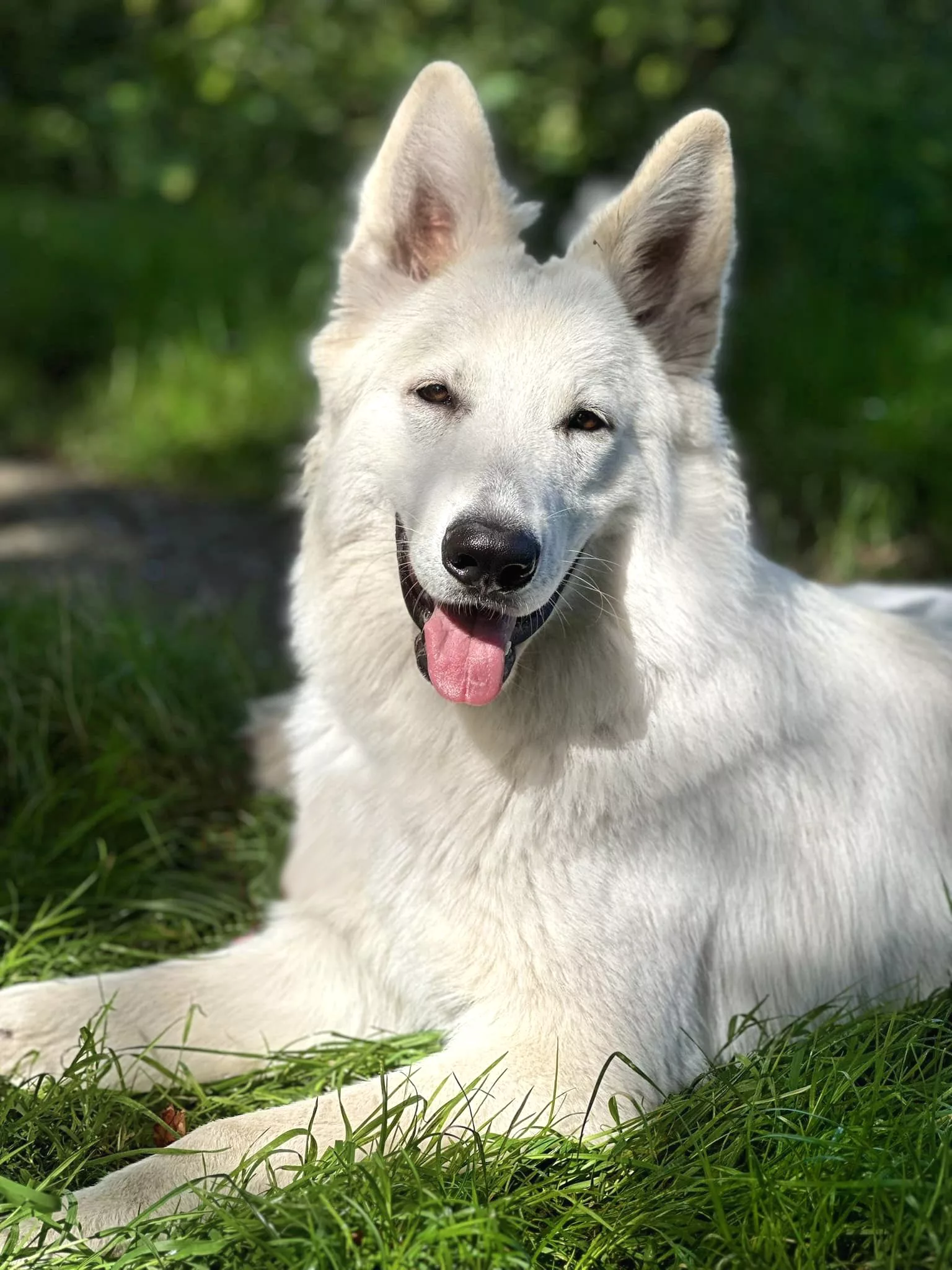 weißer schäferhund rüde langstockhaar