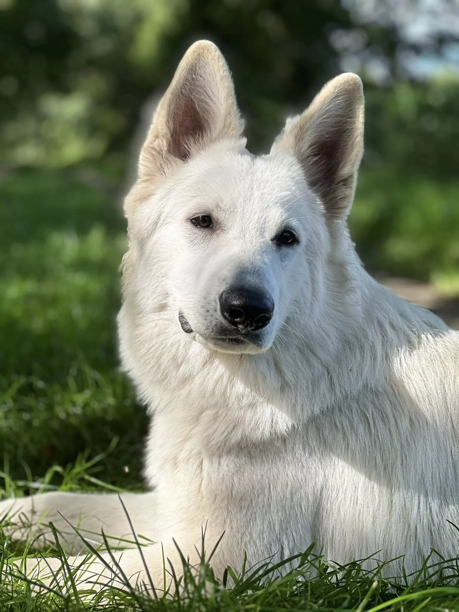 weißer schäferhund rüde langstockhaar