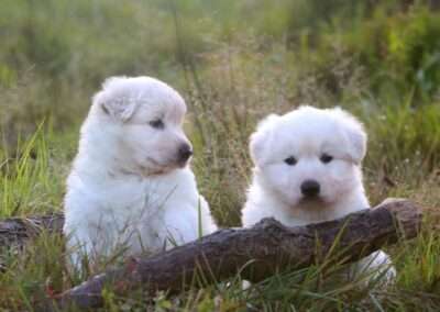 Weiße Schäferhunde Welpen Zucht