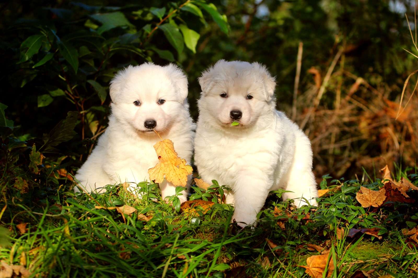 410e4fa7-7583-4144-90dd-33d13012d622 Weißer Schäferhund Welpen