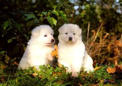 Weiße Schäferhunde Welpen Zucht