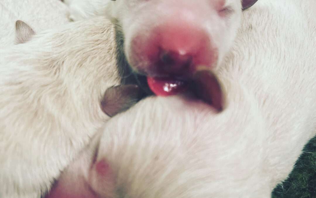 Welpenprägung – Wie Urvertrauen beim Hund wirklich entsteht