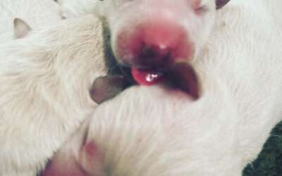 Welpenprägung – Wie Urvertrauen beim Hund wirklich entsteht