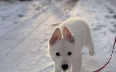 Update Zuchtstätte Celtic´s